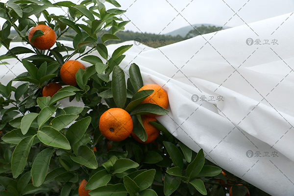 柑橘防霜布